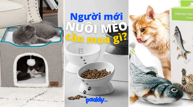 Những vật dụng cần thiết khi đón mèo Anh lông ngắn về nhà