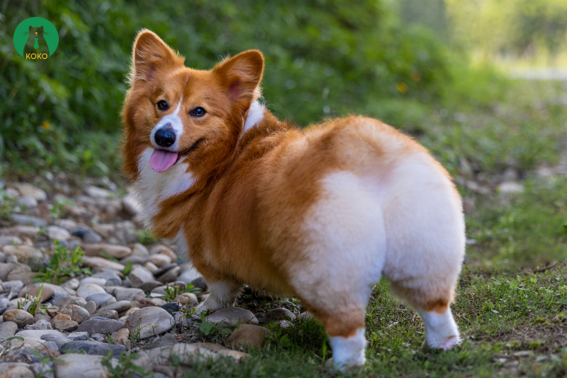 Một chú chó đang vui vẻ chạy vượt qua một chướng ngại vật trong môn thể thao Agility, minh họa cách phát huy trí thông minh và năng lượng thông qua hoạt động thể chất và tinh thần.