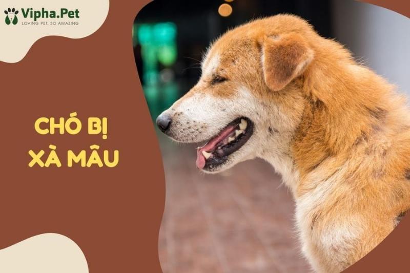 Một chú chó đang được chủ nhân cho uống viên thuốc trị xà mâu, thể hiện sự hợp tác giữa người nuôi và thú cưng trong quá trình điều trị.