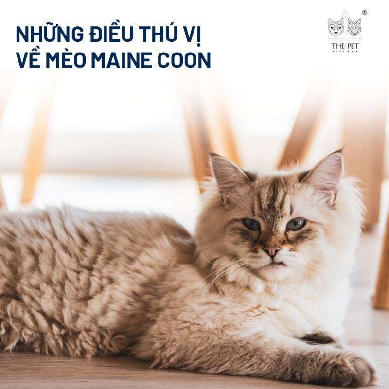 Hình ảnh chủ nhân đang âu yếm, vuốt ve một chú mèo, thể hiện sự gắn kết và tình yêu thương giữa người và thú cưng, nhấn mạnh tầm quan trọng của sự quan sát và thấu hiểu từ phía chủ nuôi