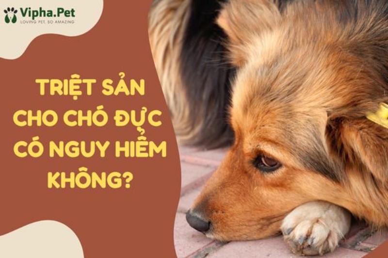 Chú Poodle ngoan ngoãn trên bàn khám bác sĩ thú y, nhấn mạnh tầm quan trọng của chăm sóc y tế định kỳ đối với poodle sống được bao lâu