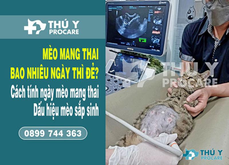 Hình ảnh một chiếc hộp carton được chuẩn bị làm ổ đẻ cho mèo, lót khăn mềm, tạo không gian kín đáo, quan trọng cho mèo mang bầu mấy tháng cuối