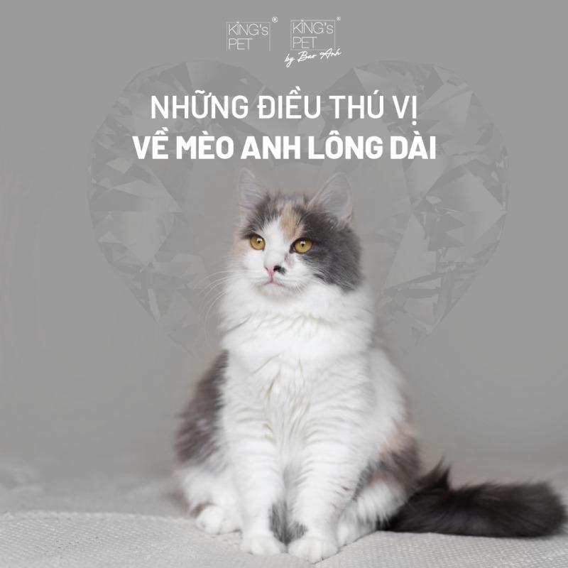 Hinh anh ve bo long day va muot cua meo anh long dai mau xam