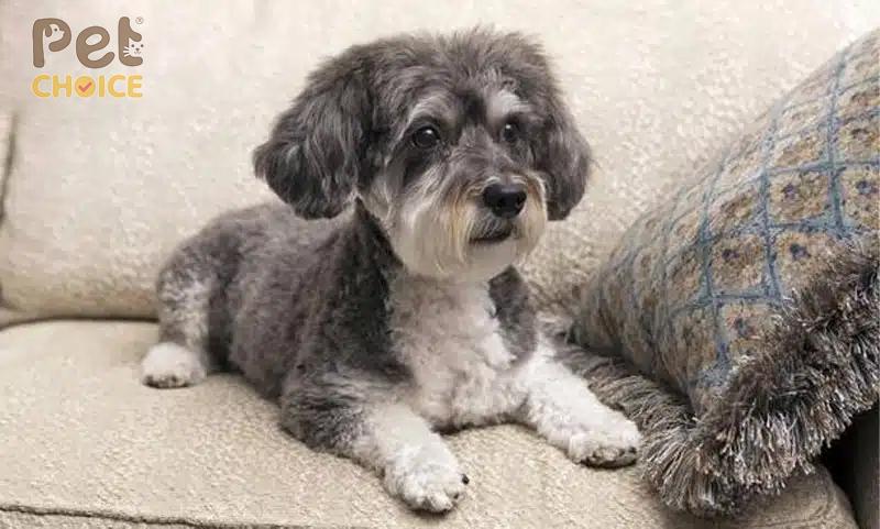 Đặc điểm ngoại hình của chó Poodle đen thuần chủng, bộ lông xoăn đen tuyền