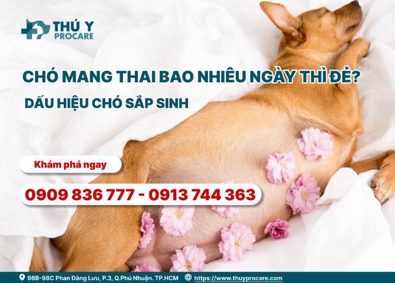 Nhận biết các dấu hiệu chó sắp đẻ sau thời gian chó chửa bao nhiêu ngày.