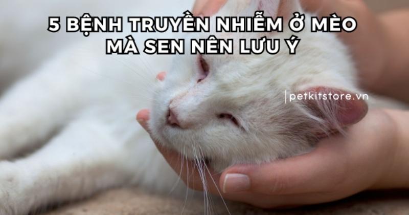 Hình ảnh mèo bị sốt cao, lờ đờ, bỏ ăn - dấu hiệu sớm của bệnh giảm bạch cầu