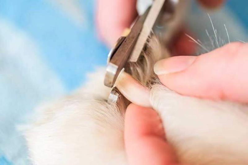Các loại dụng cụ cắt móng cho chó phổ biến nhất hiện nay cần có