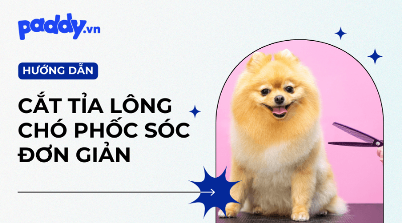 Các dụng cụ cần thiết để cắt tỉa lông chó Phốc Sóc, bao gồm kéo, tông đơ, lược, bàn chải
