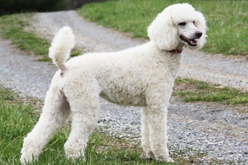Các mức giá tham khảo cho chó Poodle đen theo kích thước Teacup, Tiny, Toy, Miniature