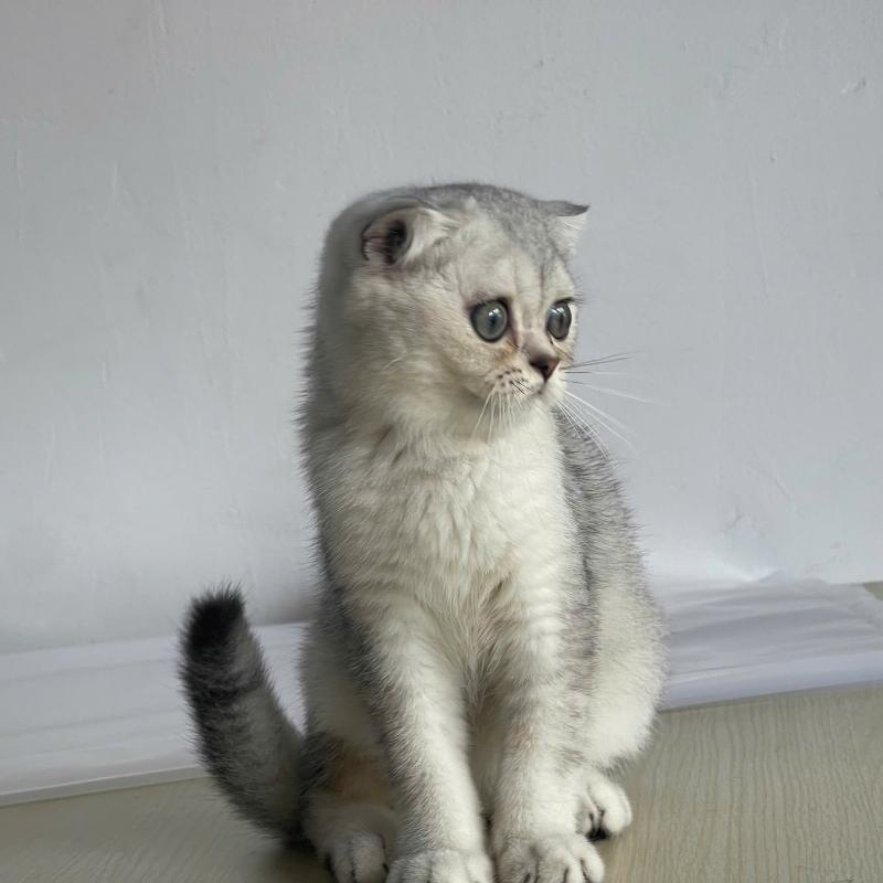 Anh min hoa cac kieu hoa van tabby: classic, mackerel, spotted tren bo long meo Anh long ngan