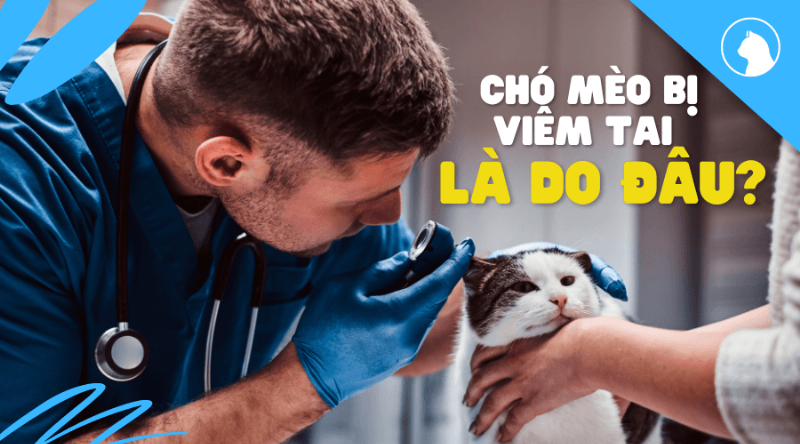 Bác sĩ thú y khám tai cho chó bằng dụng cụ chuyên dụng trước khi kê đơn thuốc trị viêm tai cho chó