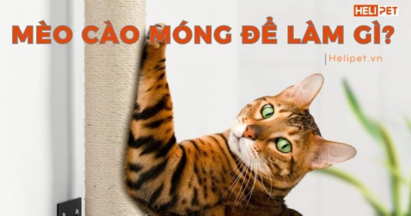 Một không gian sống trong nhà được thiết kế thân thiện với mèo, có cây cào móng cao, kệ leo trèo, và đồ chơi tương tác, phù hợp cho mèo Van Thổ Nhĩ Kỳ