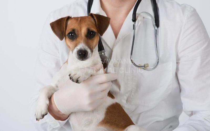 Bác sĩ thú y kiểm tra tim cho chó, chăm sóc sức khỏe định kỳ cho chó