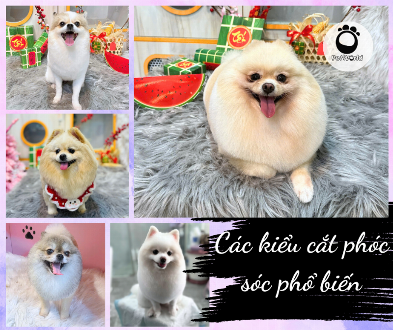 Hình ảnh chó Poodle được cắt tỉa kiểu Lion Cut đẹp, với bờm bồng bềnh và thân gọn gàng