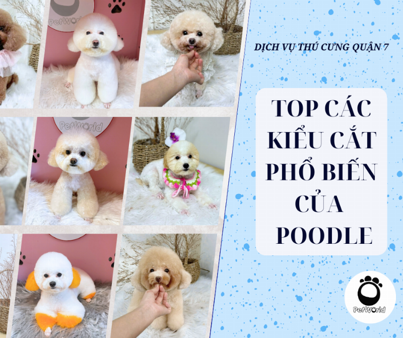 Hình ảnh chó Poodle cắt tỉa kiểu Teddy Bear Cut đẹp, mặt tròn như gấu bông đáng yêu