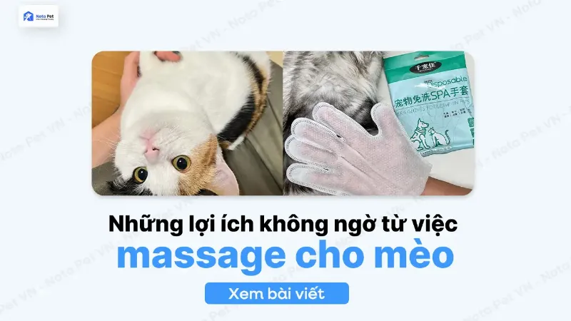 Hình ảnh một người chủ nhẹ nhàng vuốt ve bụng dưới của mèo, minh họa hành động kiểm tra hoặc massage nhẹ nhàng có thể giúp mèo thoải mái hơn khi không đi vệ sinh được.