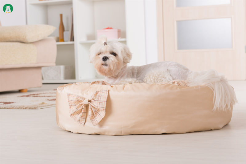 Lịch sổ giun cho chó con tiêu chuẩn theo từng độ tuổi và giai đoạn phát triển