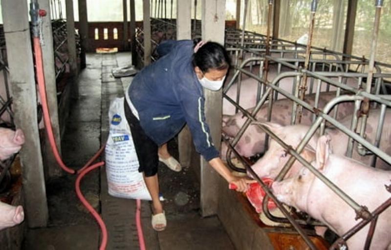 Hình ảnh minh họa công dụng chính của Linco Spectin trong việc điều trị nhiễm khuẩn ở động vật, tập trung vào hiệu quả