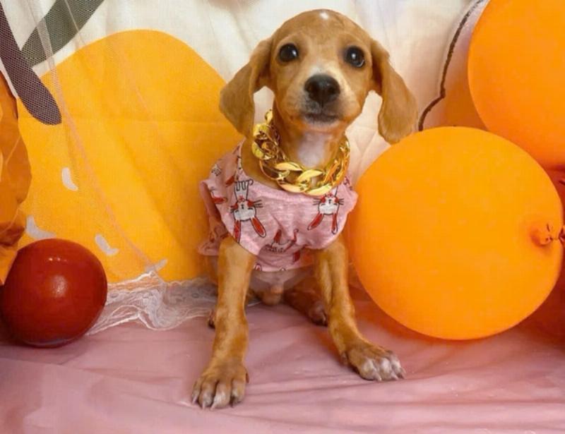 Lợi ích sức khỏe và vệ sinh khi cắt tỉa lông chó Poodle đẹp, giúp da thông thoáng và giảm viêm nhiễm