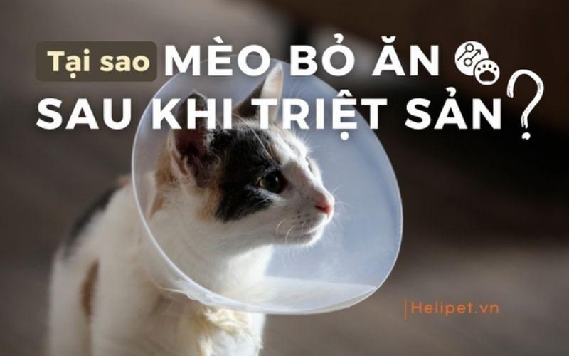Một cô mèo cái đang nằm ngủ yên bình, minh họa lợi ích của triệt sản mèo cái giúp chúng khỏe mạnh và điềm tĩnh hơn