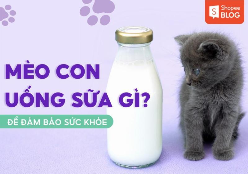Chọn loại sữa bột cho mèo con phù hợp với thành phần dinh dưỡng cân đối, mô phỏng sữa mẹ