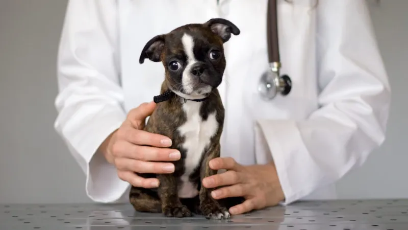 Lý do chó con dễ bị mắc bệnh parvo virus nguy hiểm do hệ miễn dịch non yếu