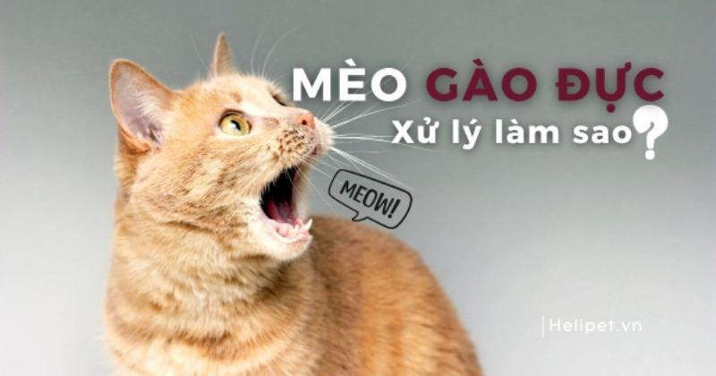 Một cô mèo cái đang được chủ âu yếm sau khi triệt sản, minh họa lý do triệt sản mèo cái vì sức khỏe và hành vi tốt hơn