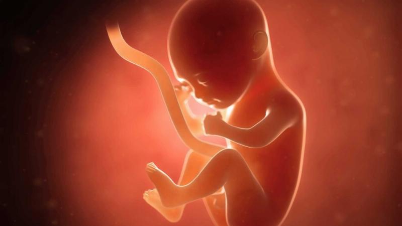 Màu nước ối chó bình thường trong và vàng nhạt khi sắp sinh