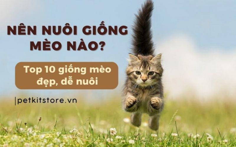 Hinh anh meo Anh long ngan mau tam the calico hoac tortoiseshell, nhung chu meo thuong la cai