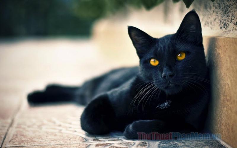 Vẻ đẹp sang trọng và huyền bí của mèo Anh lông ngắn màu đen với bộ lông đen tuyền và ánh mắt cuốn hút