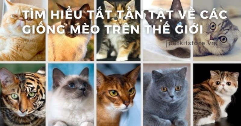 Hình ảnh minh họa về mèo Ashera, giống mèo được cho là mèo mắc nhất thế giới với vẻ ngoài giống báo.
