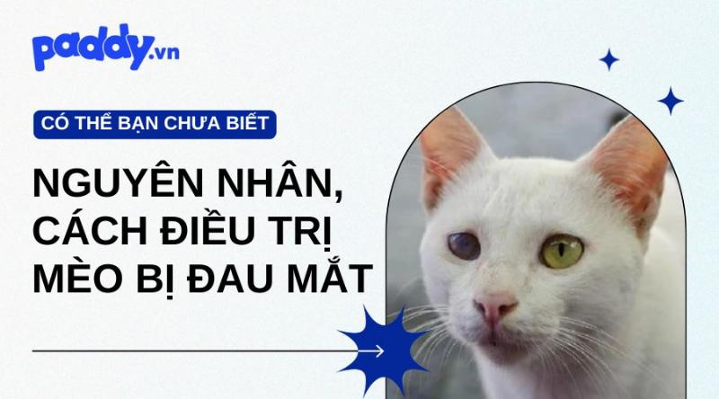 Hiện tượng mèo chảy nước mắt nhẹ nhàng và cách chăm sóc mắt cho mèo tại nhà