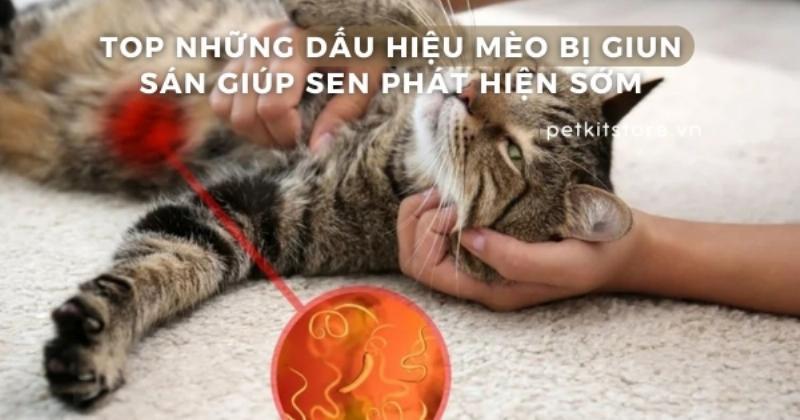 Mèo con bị giun sán, bụng to là dấu hiệu