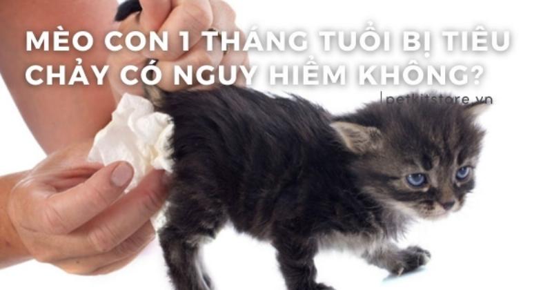 Hinh anh meo con 1 thang tuoi mat me bi tieu chay yeu ot