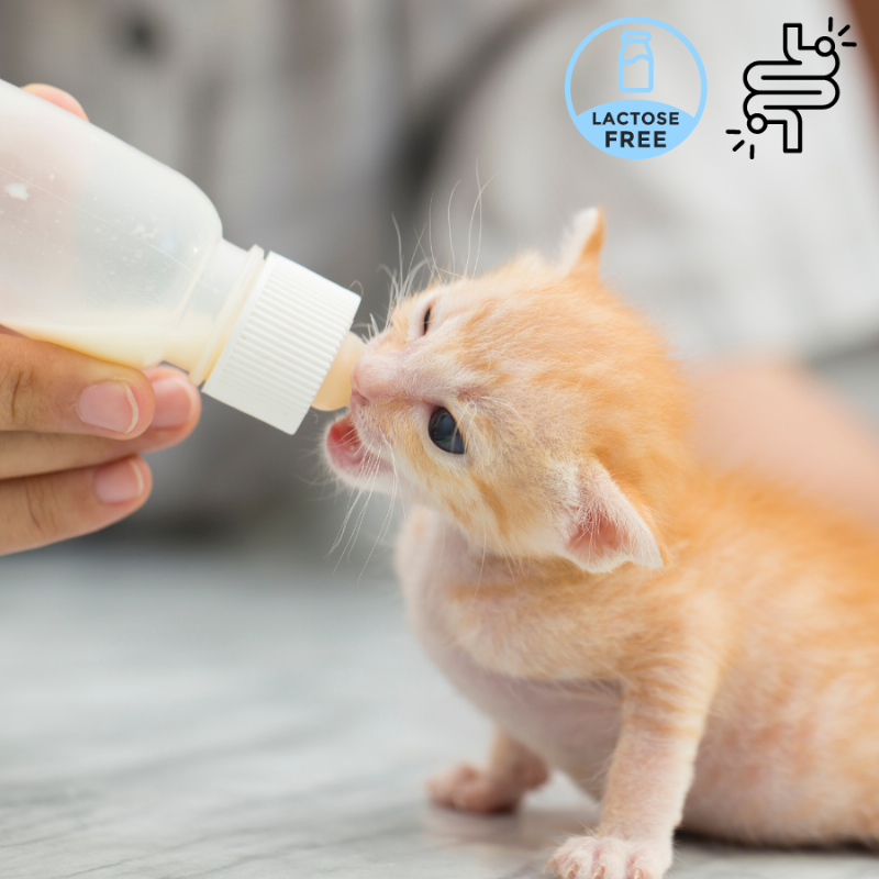Sữa công thức chuyên dụng (KMR) là lựa chọn tốt nhất cho mèo con khi không có sữa mẹ.