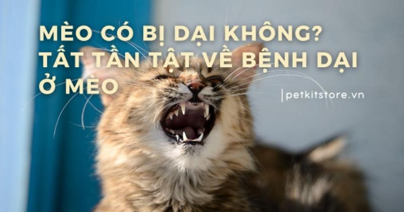 Tuyệt đối không nên cho mèo con uống sữa Ông Thọ vì những rủi ro sức khỏe nghiêm trọng tiềm ẩn.