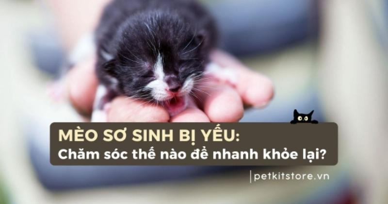 Hình ảnh một chú mèo con bị ốm, thể hiện tình trạng sức khỏe cần được chăm sóc y tế, không phải bằng các biện pháp dân gian như cho uống sữa ông thọ khi tiêu chảy