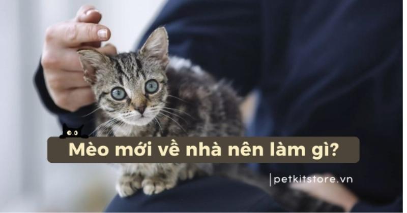 Meo con vui ve choi dua voi nhieu loai do choi khac nhau tren san nha am ap