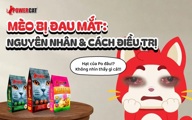 Một chú mèo mặt phẳng với vệt nước mắt rõ rệt dưới mắt do cấu trúc