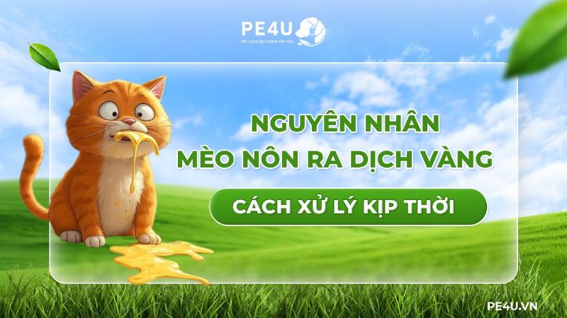 Mèo nôn dịch vàng do dạ dày trống rỗng quá lâu, hình ảnh minh họa dạ dày mèo bị kích ứng khi đói