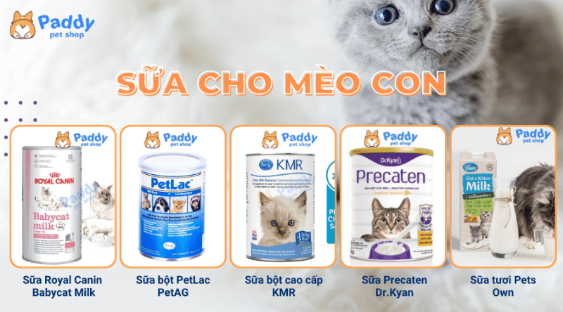 Một chú mèo trưởng thành đang liếm sữa chuyên dụng không lactose từ bát, minh họa cho nên cho mèo uống sữa gì an toàn