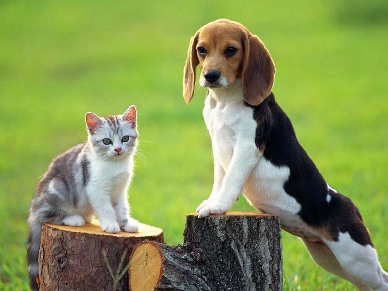 Hình ảnh người chủ đang âu yếm vuốt ve chú mèo, thể hiện tình yêu và sự gắn kết khi chung sống hòa thuận