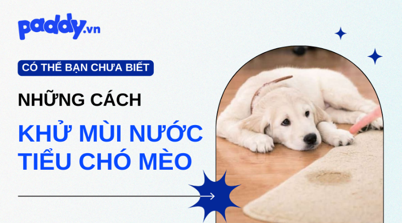Người nuôi chó đang tìm cách khử mùi nước tiểu chó hiệu quả