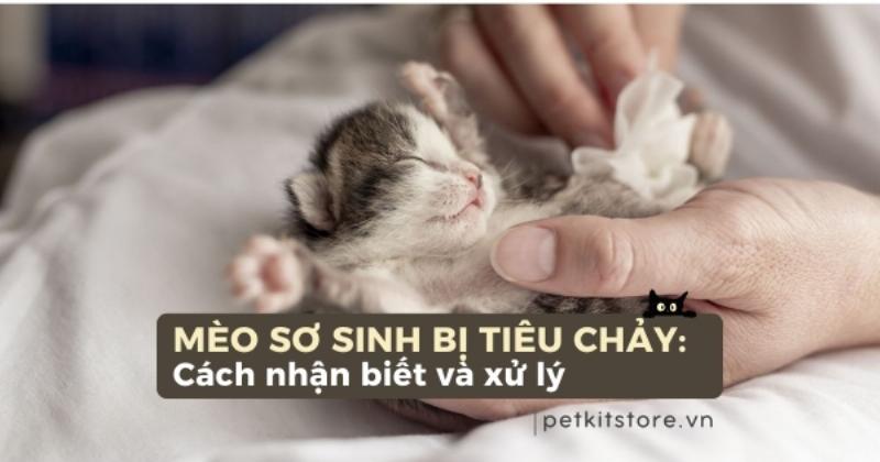 Các hiểm họa sức khỏe khi cho mèo con uống sữa Ông Thọ như tiêu chảy, mất nước và suy dinh dưỡng.