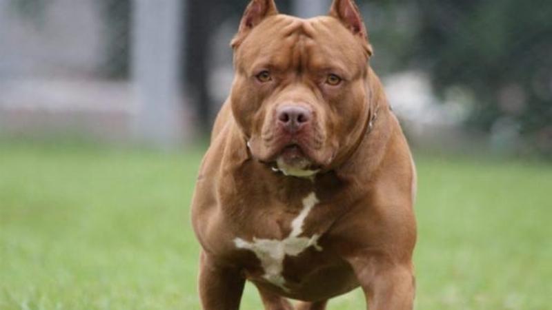 Nuôi dạy chó Pitbull đúng cách, chi phí nuôi chó Pitbull giá bao nhiêu gồm cả huấn luyện