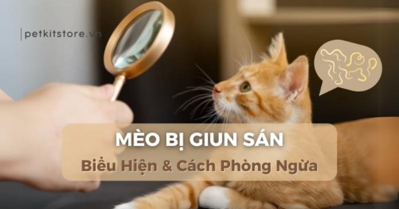 Cách phòng ngừa mèo nôn dịch vàng, hình ảnh minh họa các biện pháp chăm sóc mèo đúng cách