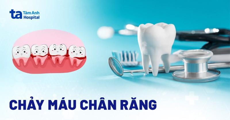 Một người chủ đang chải răng cho chó, minh họa biện pháp phòng ngừa nhiễm trùng máu ở chó bằng cách chăm sóc răng miệng.