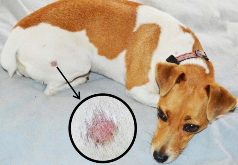 Biện pháp phòng ngừa viêm da cho chó tại nhà hiệu quả