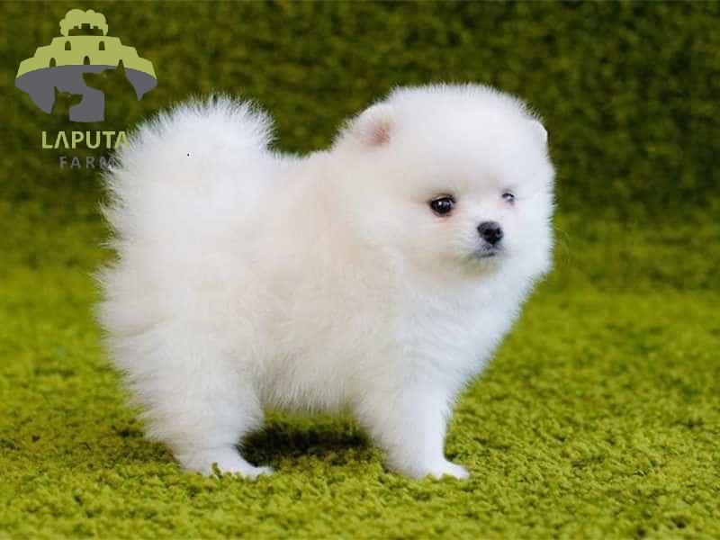 Một chú Poodle nâu đang đứng, khoe đôi tai và chiếc đuôi được nhuộm màu nổi bật, tạo điểm nhấn vui tươi.