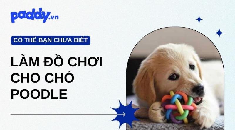 Mot chu cho Poodle Tiny dang tuong tac voi mot do choi giai do giup kich thich tri nao